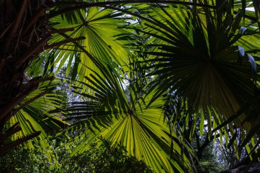 Güneş ışığında yeşil palmiye yaprağının çok güzel bir arka planı var. Doğa ışığı ve gölgeler yeşil palmiye yaprakları üzerinde sanat, seçici odak.