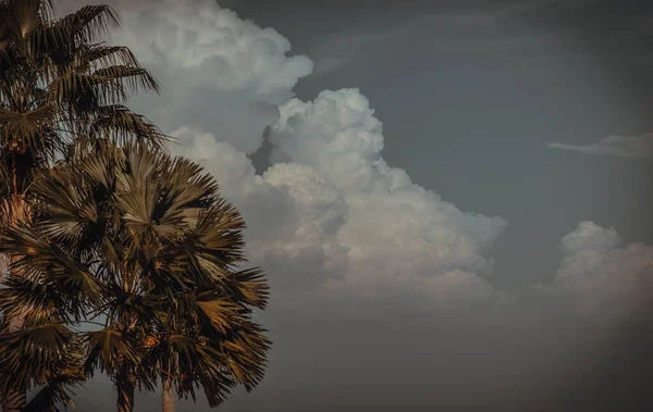 Вид Ладонь Тодди Мягком Голубом Небе Красивые Облака Качестве Фона — стоковое фото