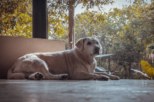 一只白色拉布拉多猎犬的肖像舒服地坐在水泥地板上放松时间 有选择的重点 — 图库照片