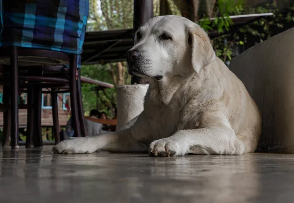 一只白色拉布拉多猎犬的肖像舒服地坐在水泥地板上放松时间 有选择的重点 — 图库照片