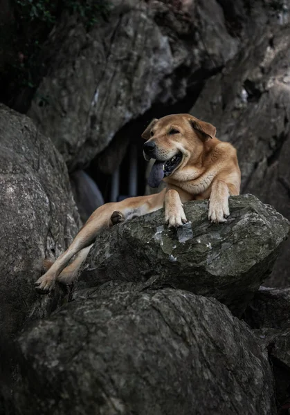 Retrato Cão Marrom Sozinho Sentado Confortável Tempo Relaxamento Grandes Pedras — Fotografia de Stock