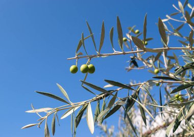 Gökyüzüne karşı bir ağaçta zeytin. Akdeniz diyeti.