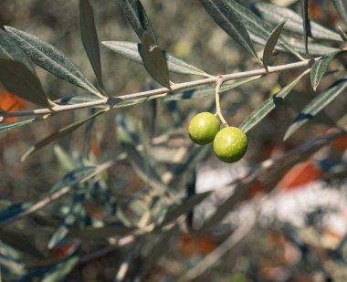 Gökyüzüne karşı bir ağaçta zeytin. Akdeniz diyeti.