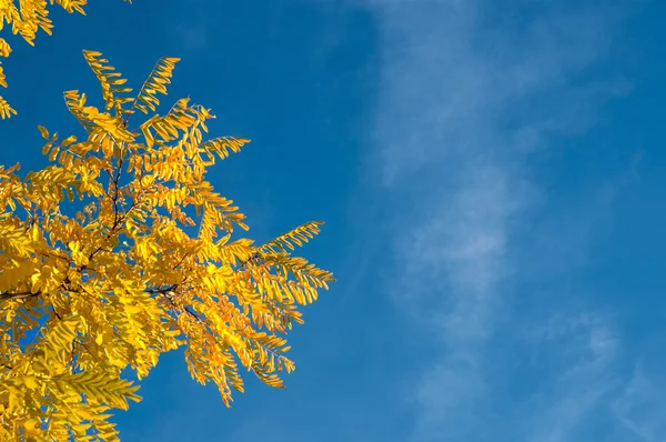 Otoño - otoño —  Fotos de Stock
