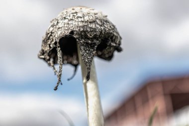 Coprinus koması. Coprinopsis atramentaria. Tüylü mantar. Baharda çimenlikte yetişen mantarlar. Çiyli otlar. Doğal doğa. Bulanık sonbahar renkleri. Seçici odak, sığ derinlik