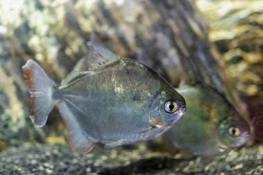 Gümüş dolarlık akvaryum balığı. Yakın plan. Seçici odak