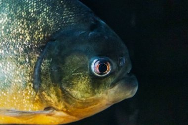 Kırmızı karınlı piranha yakından, altın, turuncu ve kırmızı renklerde parlak tropikal bir balık. Yakın plan. Seçici odak