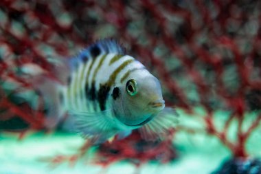 Elmas ya da Pearl Cichlazoma, Herichthys carpintis, bir akvaryumda tutuluyor. Yakın plan. Seçici odak
