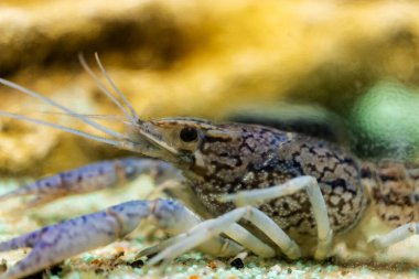 Avustralya Mavi Kerevitleri 'nin akvaryum tankındaki Cherax Quadricarinatus görüntüsü. Mavi Armut Yabby olarak biliniyor, Kızıl Pençe Yabby. Queensland 'deki tatlı su derelerine ve su kaynaklarına özgüdür.