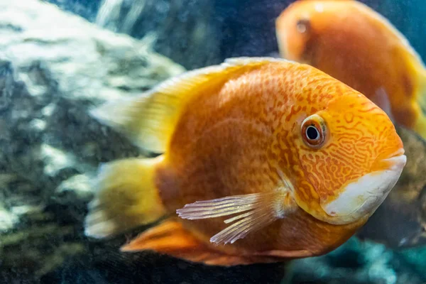 Cichlid Papagaio Vermelho Alaranjado Brilhante Bonito Aquário Cichlasoma Close Foco — Fotografia de Stock