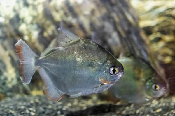 Gümüş dolarlık akvaryum balığı. Yakın plan. Seçici odak