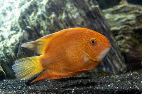 Schöne Leuchtend Orange Rote Papageienbuntbarsche Einem Aquarium Cichlasoma Nahaufnahme Selektiver — Stockfoto