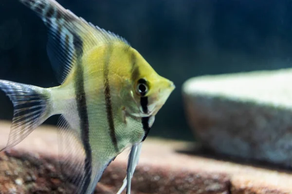 Scalaria Pterophyllum Genus Ikan Dari Familia Tsichlovyh Close Fokus Selektif — Stok Foto