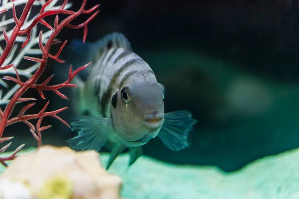 Diamant Oder Perlen Cichlazoma Herichthys Carpintis Gehalten Einem Heimischen Aquarium — Stockfoto