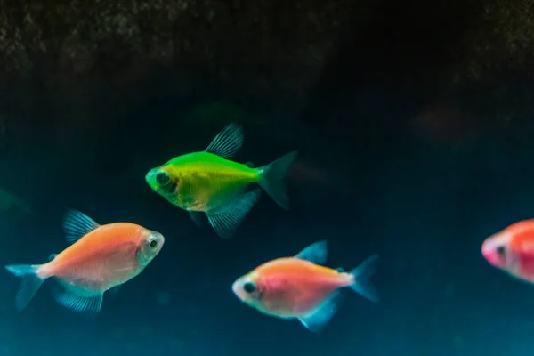 Aquarienfische Schwarzer Tetra Gymnocorymbus Ternetzi Leuchtende Farben Tiere Dunkler Hintergrund — Stockfoto