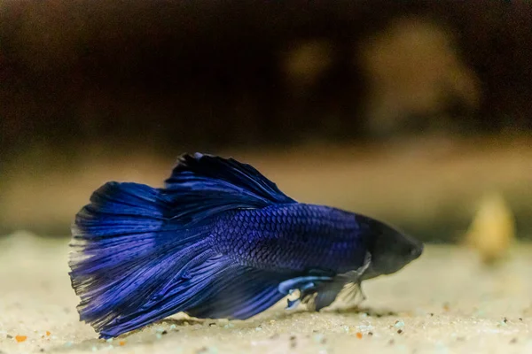 Aquarum Fish Cockerel Pada Latar Belakang Cahaya Fokus Selektif — Stok Foto