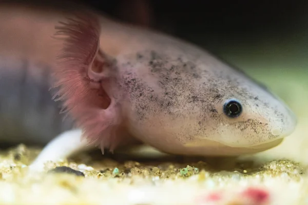 Axolotl Mengambang Akuarium Dekat Fokus Selektif — Stok Foto