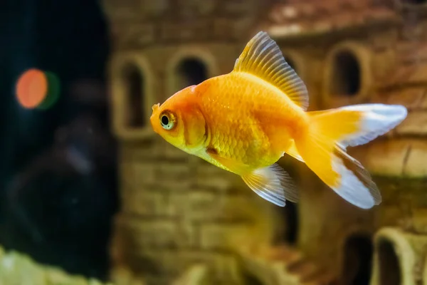 緑の植物や石と水族館で金魚 選択的焦点 — ストック写真