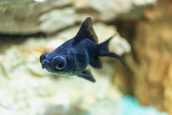淡水水族館での金魚のカラシスのオーラス 選択的焦点 — ストック写真
