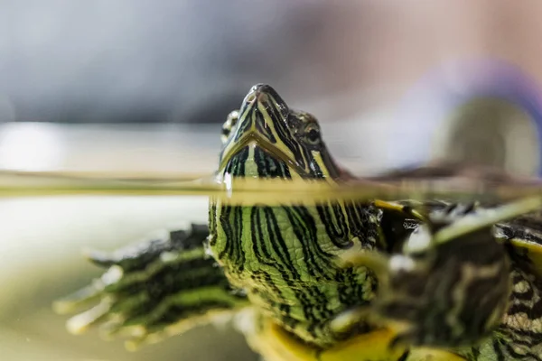 Красноухая Черепаха Плавает Воде Крупный План Прекрасное Животное Селективный Фокус — стоковое фото