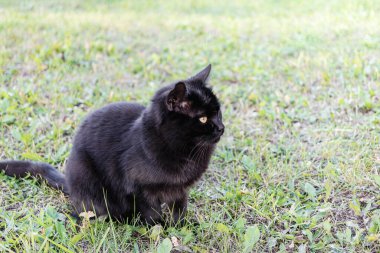 Yeşil çimlerin üzerinde siyah kedi. Yakın plan. Evcil hayvan.