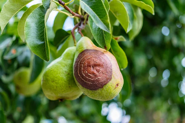 Peral Podrido Árbol Frutal Monilia Laxa Laxainfestación Monilinia Enfermedad Vegetal Fotos de stock