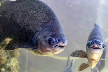 Kırmızı karınlı piranha yakından, altın, turuncu ve kırmızı renklerde parlak tropikal bir balık. Yakın plan. Seçici odak