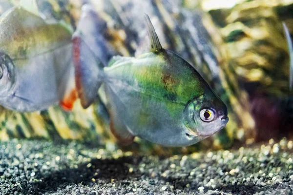 銀ドルの水族館魚 接近中だ 選択的焦点 — ストック写真