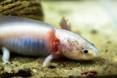 Axolotl akvaryumda yüzüyor. Yakından. Seçici odak