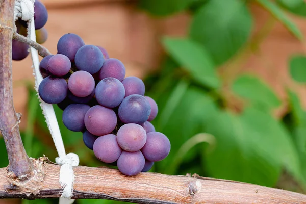 Purple red grapes with green leaves on the vine. fresh fruit. A garter of ripe grapes