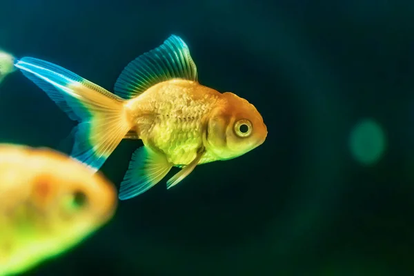 Золотая Рыбка Аквариуме Зелеными Растениями Камнями Селективный Фокус — стоковое фото