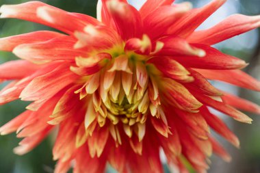 Yaz bahçesinde Dahlia çiçeği. Kırmızı sarı Dahlia çiçeği. Açık pembe çiçek. Macro çekimi - yakın plan