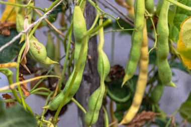 Yeşil fasulyeler büyüyor. Bahçedeki fasulyeler hasat için hazır. Yakın plan. Çiftlik yetiştirilmiş doğal protein