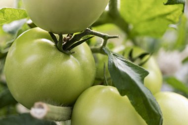 Bahçedeki domatesler çalıların üzerinde. Çiftlikteki baharatlı sebzeler. Doğal koşullarda doğal domates yetiştirmek. GDO olmayan ürünler. Seçici odak