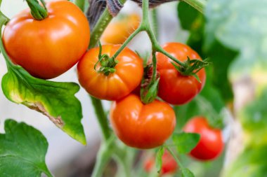 Bahçedeki domatesler çalıların üzerinde. Çiftlikteki baharatlı sebzeler. Doğal koşullarda doğal domates yetiştirmek. GDO olmayan ürünler. Seçici odak