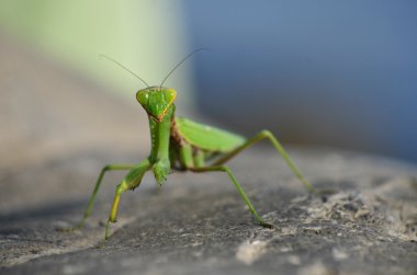 Yeşil peygamber devesi