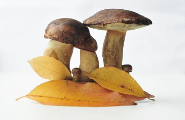 mantar ailesi 2