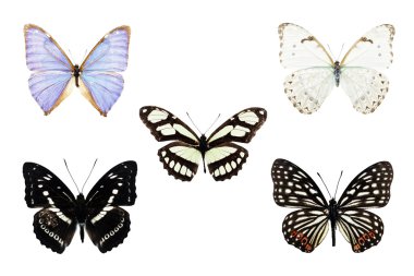 Kelebek beyaz arkaplanda izole