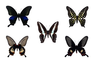 Kelebek beyaz arkaplanda izole