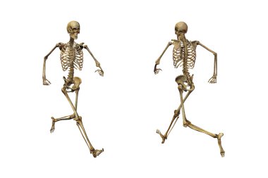 beyaz zemin üzerinde insan iskeleti