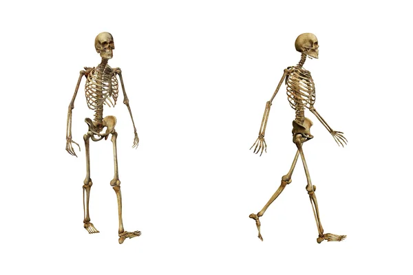 Szkielet ludzki na białym tle — Zdjęcie stockowe