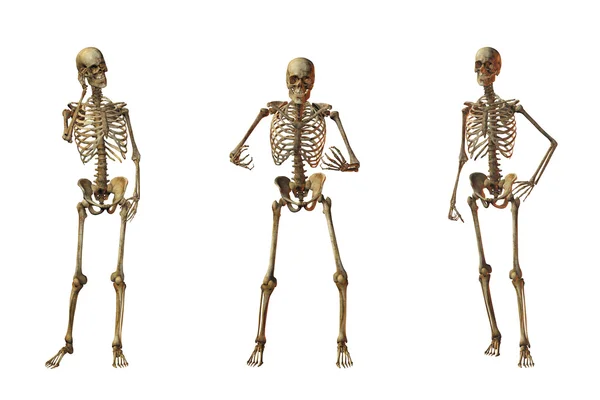 Esqueleto humano sobre um fundo branco — Fotografia de Stock