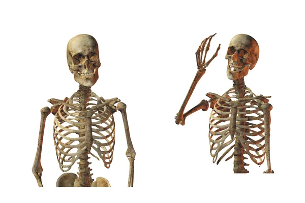 在白色背景上的人体骨骼 — 图库照片
