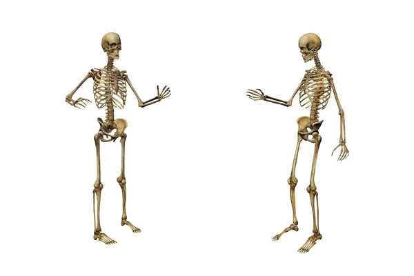 Esqueleto humano sobre un fondo blanco —  Fotos de Stock