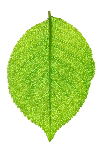 The leaves on a white background — Stock Photo, Image