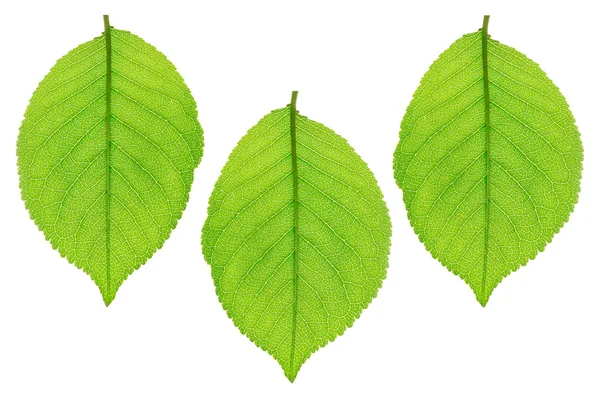 The leaves on a white background — Stock Photo, Image