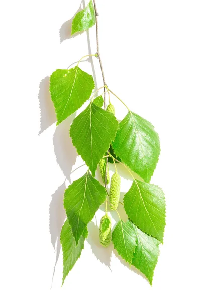 Birch branch — Stock Photo, Image