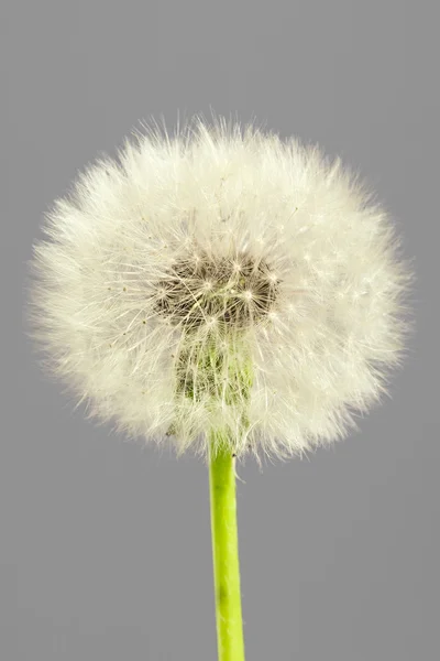 Dandelion — Stock Photo, Image