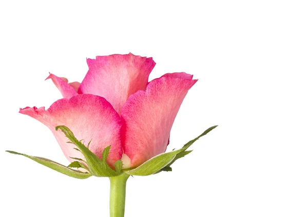 Single pink rose on white — Stock Photo, Image