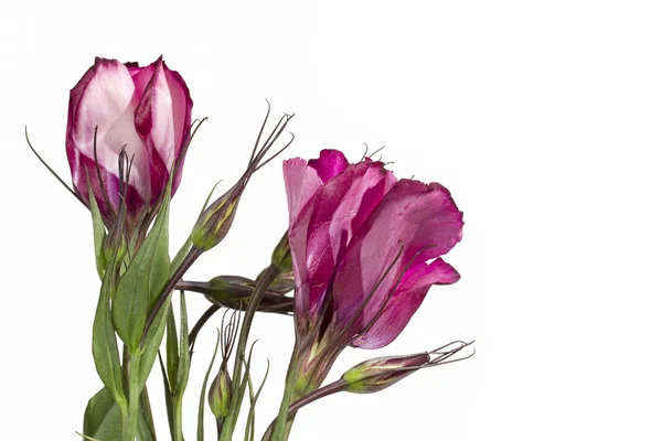 Pink Lisianthus flower on a white background — Stock Photo, Image